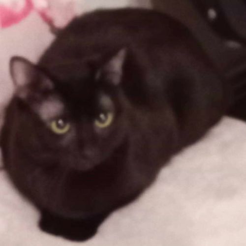 KIRA - CHAT À ADOPTER - HAPPY TOGETHER