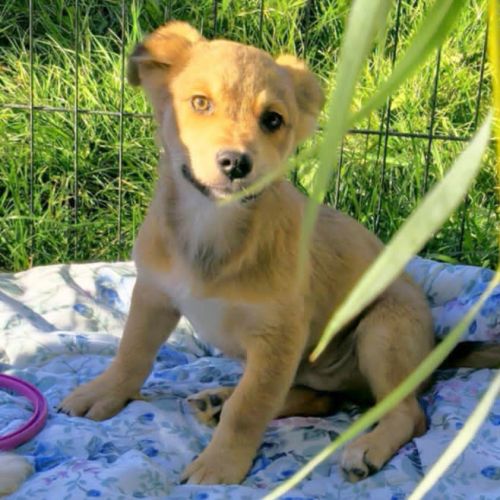 #BE2514090 - Angel, chien croisé à adopter – AnimalWeb​