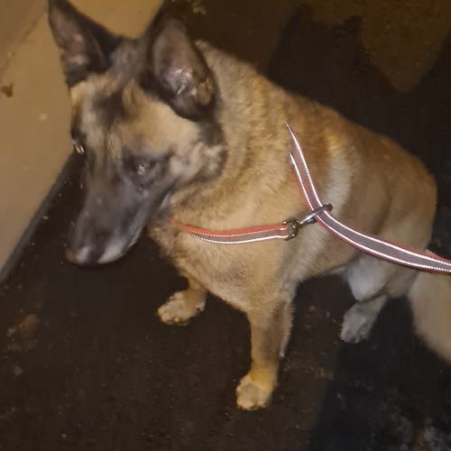 #BE2514091 - Chien trouvé à Jumet - AnimalWeb Belgique #BE2514091 - Chien trouvé à Jumet - AnimalWeb Belgique