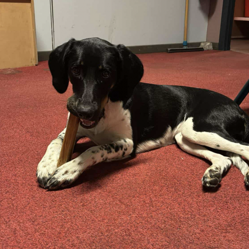 #BE2514092 - Sky, chien à adopter à Maurage – AnimalWeb #BE2514092 - Sky, chien à adopter à Maurage – AnimalWeb