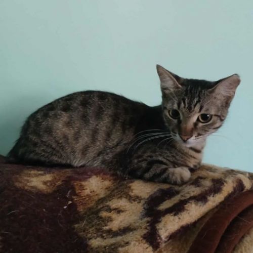 #BE2514094 - Mariette, chat de gouttière à adopter – AnimalWeb Belgiqu #BE2514094 - Mariette, chat de gouttière à adopter – AnimalWeb Belgiqu