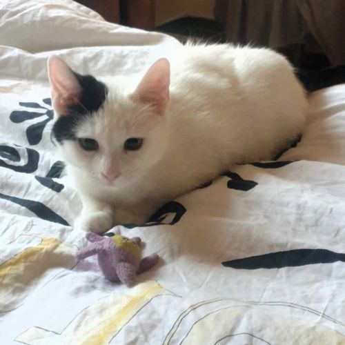 #BE2514095 - Neko, chat de gouttière à adopter – AnimalWeb Belgique #BE2514095 - Neko, chat de gouttière à adopter – AnimalWeb Belgique