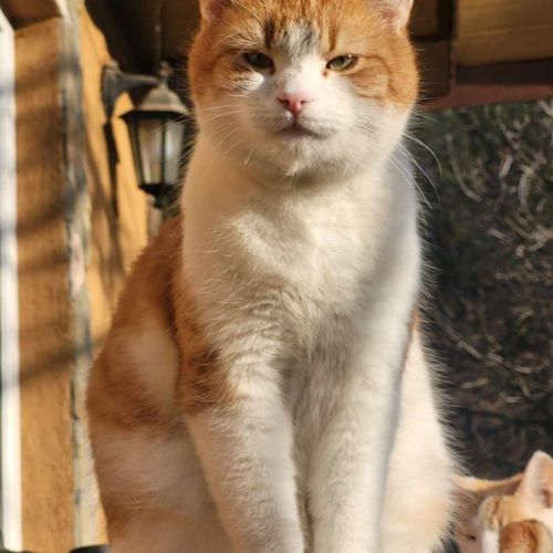 #BE2514098 - Sebastian, chat de gouttière à adopter – AnimalWeb Belgiq #BE2514098 - Sebastian, chat de gouttière à adopter – AnimalWeb Belgiq