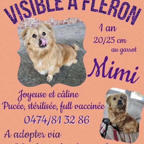 #BE2514099 - Mimi, chien croisé à adopter – AnimalWeb​