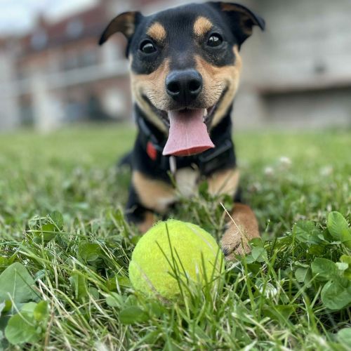 #BE2514100 - Adoptez Pancho, un chien à Wiers – AnimalWeb​