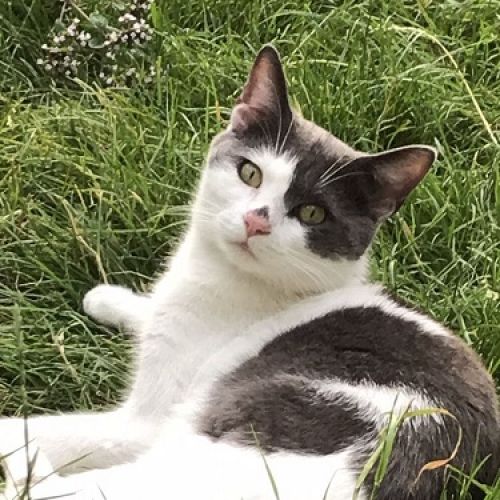 #BE2514102 - Grisou, chat perdu à Saint-Josse-ten-Noode - AnimalWeb Be #BE2514102 - Grisou, chat perdu à Saint-Josse-ten-Noode - AnimalWeb Be