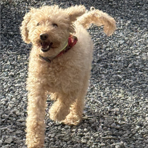 #BE2514103 - Brownie, chien à adopter à Maurage – AnimalWeb​