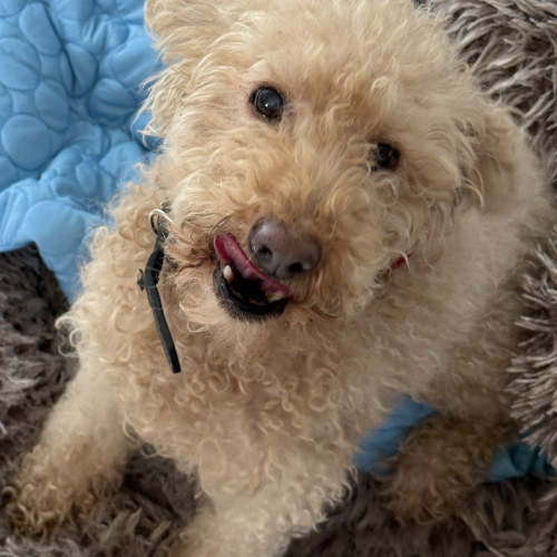 #BE2514103 - Brownie, chien à adopter à Maurage – AnimalWeb​