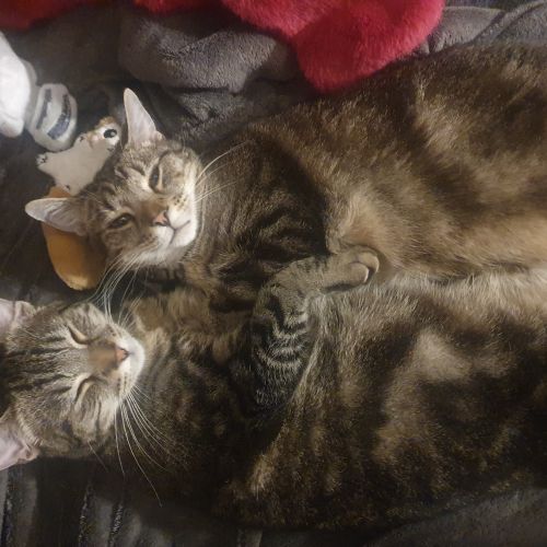 Chat mal castré tigré perdu à tamines au alloux le 30/11