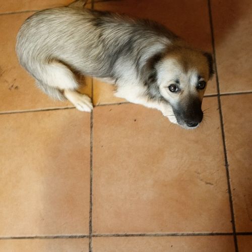 #BE2514106 - Cindra, chien croisé à adopter – AnimalWeb Belgique