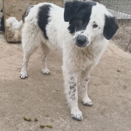 #BE2514107 - Cooper, chien croisé à adopter – AnimalWeb Belgique