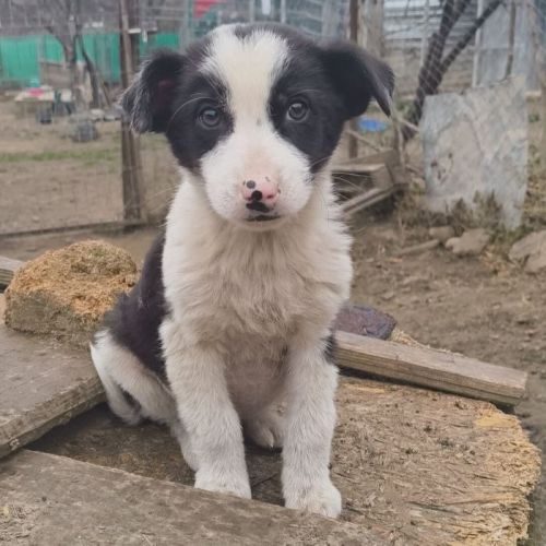 #BE2514108 - Augustin, chien croisé à adopter – AnimalWeb Belgique