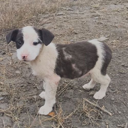 #BE2514109 - Huguette, chien croisé à adopter – AnimalWeb Belgique