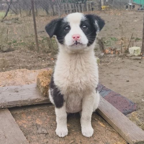 #BE2514110 - Elisabeth, chien croisé à adopter – AnimalWeb Belgique
