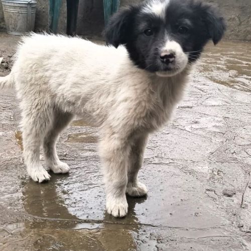#BE2514111 - Galatee, chien croisé à adopter – AnimalWeb Belgique