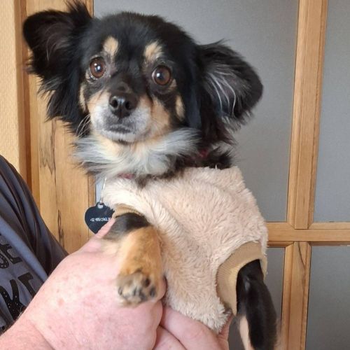 #BE2514112 - Adoptez Cookie, un chien à Wiers – AnimalWeb​