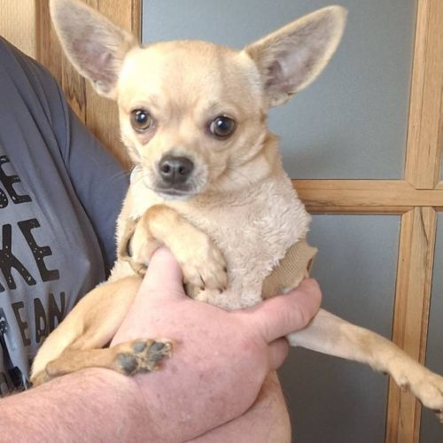 #BE2514113 - Adoptez Chipie, un chien à Wiers – AnimalWeb​