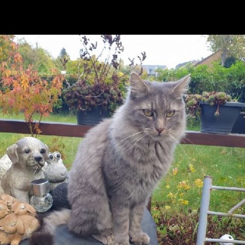 #BE2514114 - Avec, chat perdu à Marche-en-Famenne - AnimalWeb Belgique #BE2514114 - Avec, chat perdu à Marche-en-Famenne - AnimalWeb Belgique