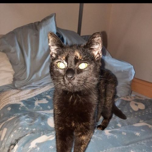 #BE2514115 - Nina, chat perdu à Dampremy - AnimalWeb Belgique #BE2514115 - Nina, chat perdu à Dampremy - AnimalWeb Belgique