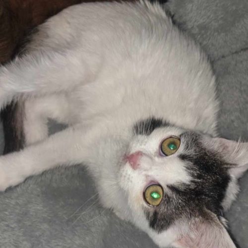 #BE2514117 - Yuki, chat de gouttière à adopter – AnimalWeb Belgique