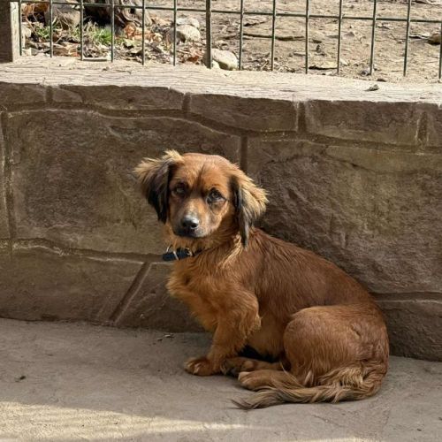 #BE2514118 -  Lucy, chien croisé à adopter – AnimalWeb Belgique