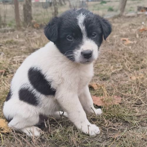 #BE2514119 - Anatole, chien croisé à adopter – AnimalWeb Belgique