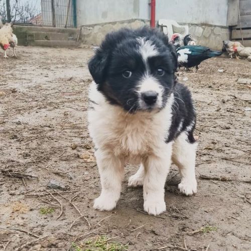 #BE2514120 - Basile, chien croisé à adopter – AnimalWeb Belgique