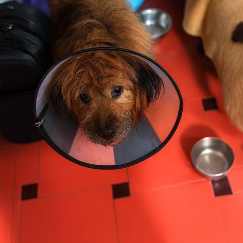 #BE2514121 - Ophelia, chien croisé à adopter – AnimalWeb Belgique