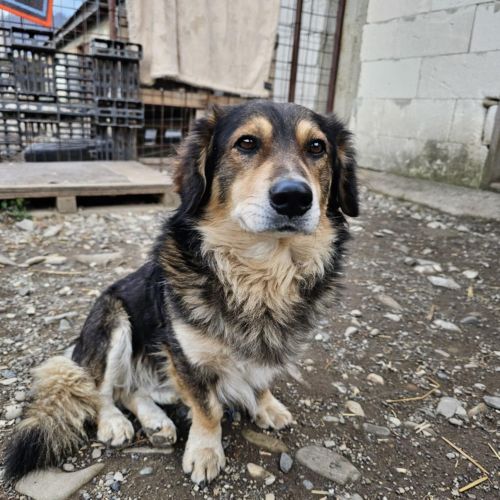 #BE2514122 - Zmeu, chien croisé à adopter – AnimalWeb​