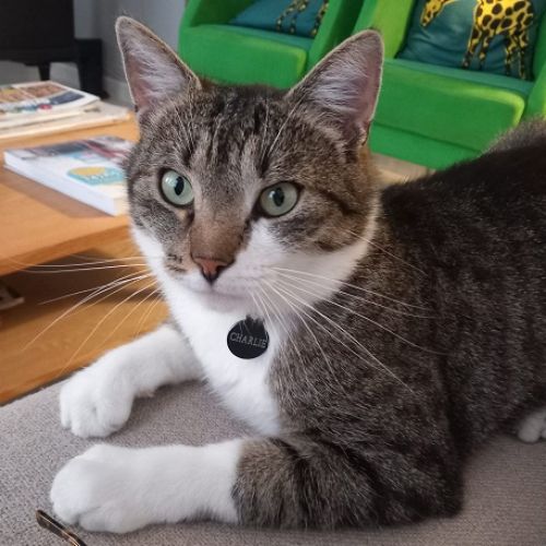 #BE2514123 - Charlie, chat perdu à Vedrin - AnimalWeb Belgique