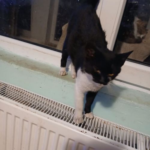 #BE2514124 - Réglisse, chat de gouttière à adopter – AnimalWeb Belgiqu #BE2514124 - Réglisse, chat de gouttière à adopter – AnimalWeb Belgiqu