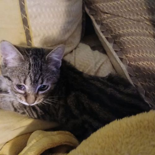 #BE2514125 - Tigrou, chat de gouttière à adopter – AnimalWeb Belgique #BE2514125 - Tigrou, chat de gouttière à adopter – AnimalWeb Belgique