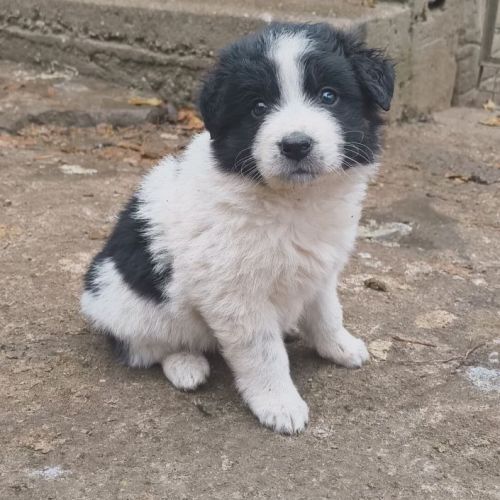 #BE2514126 - Félicie, chien croisé à adopter – AnimalWeb Belgique #BE2514126 - Félicie, chien croisé à adopter – AnimalWeb Belgique