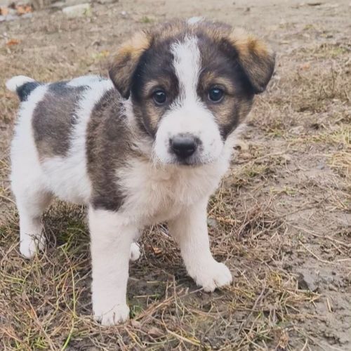 #BE2514127 - Luce, chien croisé à adopter – AnimalWeb Belgique #BE2514127 - Luce, chien croisé à adopter – AnimalWeb Belgique