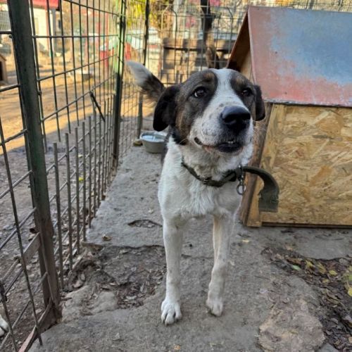 #BE2514128 - Shakira, chien croisé à adopter – AnimalWeb Belgique #BE2514128 - Shakira, chien croisé à adopter – AnimalWeb Belgique