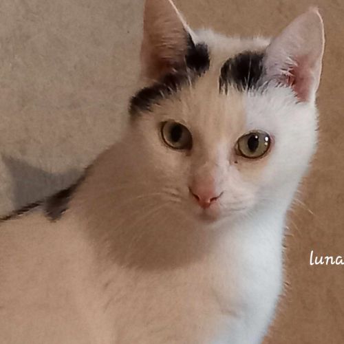 #BE2514129 - Luna, chat à adopter à Maurage - AnimalWeb Belgique #BE2514129 - Luna, chat à adopter à Maurage - AnimalWeb Belgique