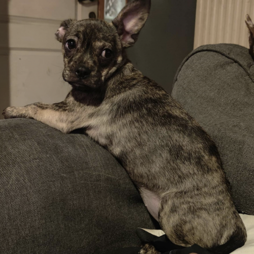 #BE2514130 - Enya, chien à adopter à Maurage – AnimalWeb #BE2514130 - Enya, chien à adopter à Maurage – AnimalWeb