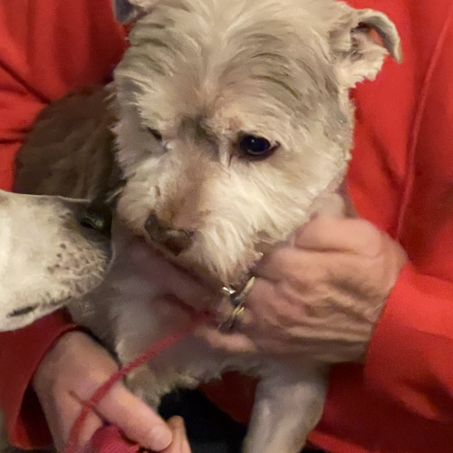 #BE2514131 - Kiki, chien à adopter à Maurage – AnimalWeb #BE2514131 - Kiki, chien à adopter à Maurage – AnimalWeb