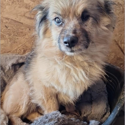 #BE2514132 - Dumbo, chien à adopter à Maurage – AnimalWeb #BE2514132 - Dumbo, chien à adopter à Maurage – AnimalWeb