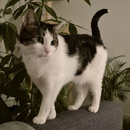 #BE2514133 - Nala, chat perdu à Saint-Gilles - AnimalWeb Belgique