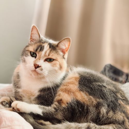 #BE2514134 - Akela, chat perdu à Bouge - AnimalWeb Belgique #BE2514134 - Akela, chat perdu à Bouge - AnimalWeb Belgique