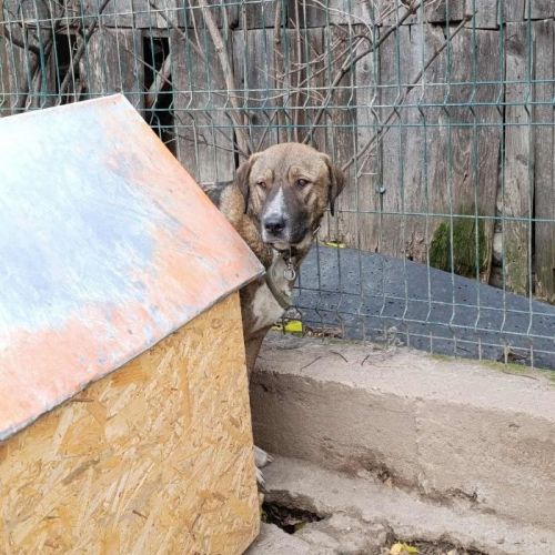 #BE2514136 - Felix, chien croisé à adopter – AnimalWeb Belgique #BE2514136 - Felix, chien croisé à adopter – AnimalWeb Belgique