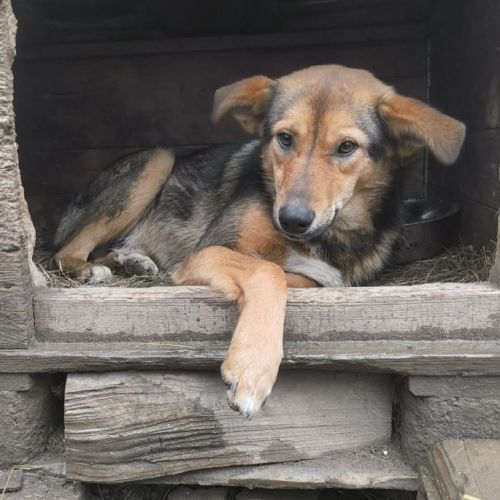 #BE2514137 - Lupu, chien croisé à adopter – AnimalWeb Belgique #BE2514137 - Lupu, chien croisé à adopter – AnimalWeb Belgique