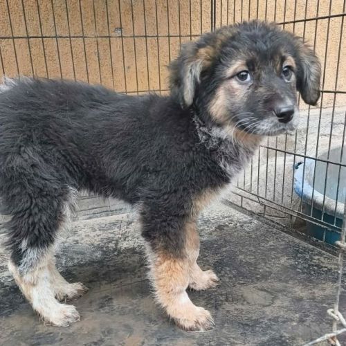 #BE2514138 - Libby, chien croisé à adopter – AnimalWeb Belgique #BE2514138 - Libby, chien croisé à adopter – AnimalWeb Belgique