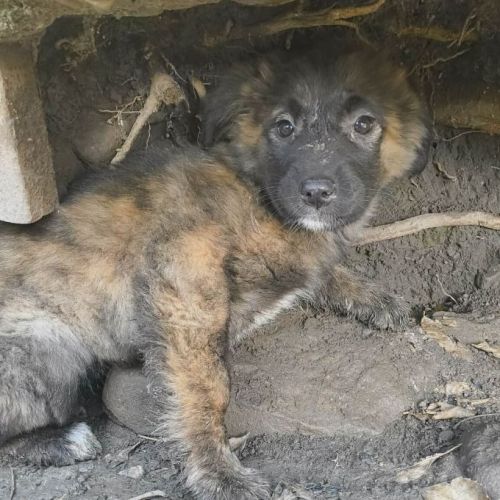 #BE2514139 - Luana, chien croisé à adopter – AnimalWeb Belgique #BE2514139 - Luana, chien croisé à adopter – AnimalWeb Belgique