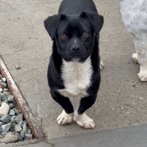 #BE2514140 - Lucky, chien croisé à adopter – AnimalWeb Belgique #BE2514140 - Lucky, chien croisé à adopter – AnimalWeb Belgique