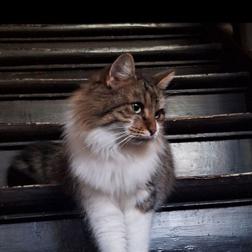 #BE2514142 - Chat trouvé #BE2514142 - Chat trouvé