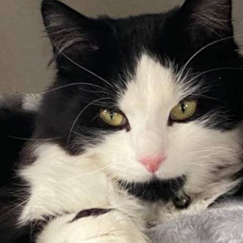 #BE2514143 - Papouche, chat perdu à Rixensart - AnimalWeb Belgique #BE2514143 - Papouche, chat perdu à Rixensart - AnimalWeb Belgique