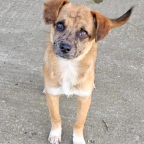 #BE2514144 - Pit , chien croisé à adopter – AnimalWeb #BE2514144 - Pit , chien croisé à adopter – AnimalWeb