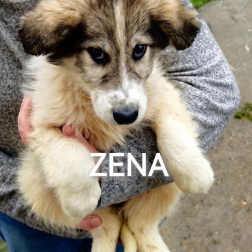 #BE2514145 - Zena, chien croisé à adopter – AnimalWeb #BE2514145 - Zena, chien croisé à adopter – AnimalWeb